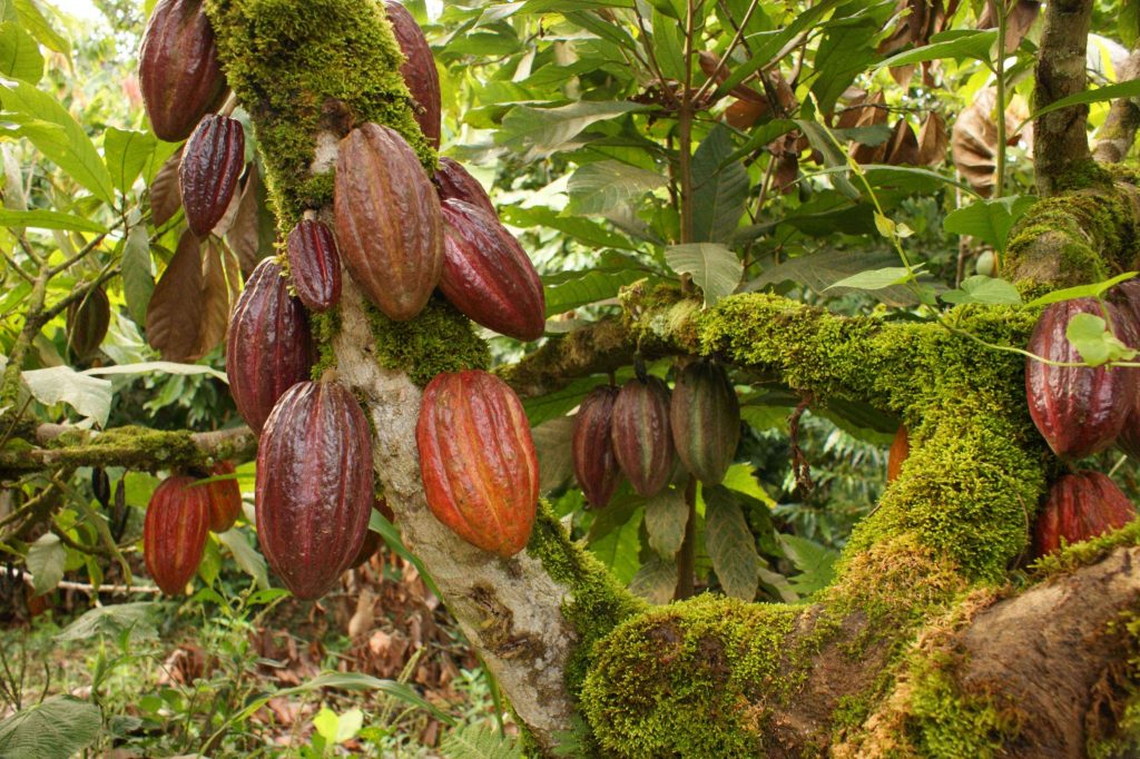 Cacao pods on tree