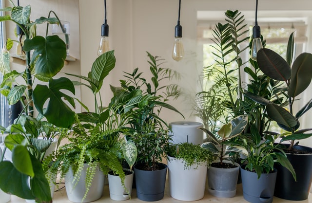 Top 5 Plants That Purify the Air in Your House