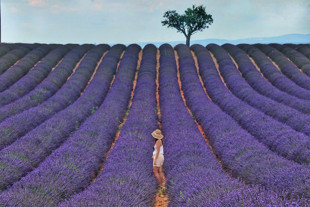 woman in lavender fields in Provence