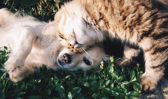 How can owning a pet help with anxiety?